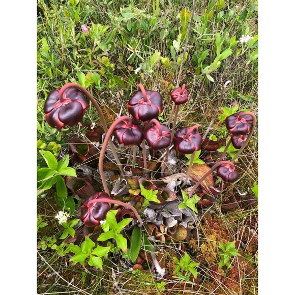 50 Purple pitcher plant seeds, Carnivorous Plant, Sarracenia purpurea - Picture 6 of 6